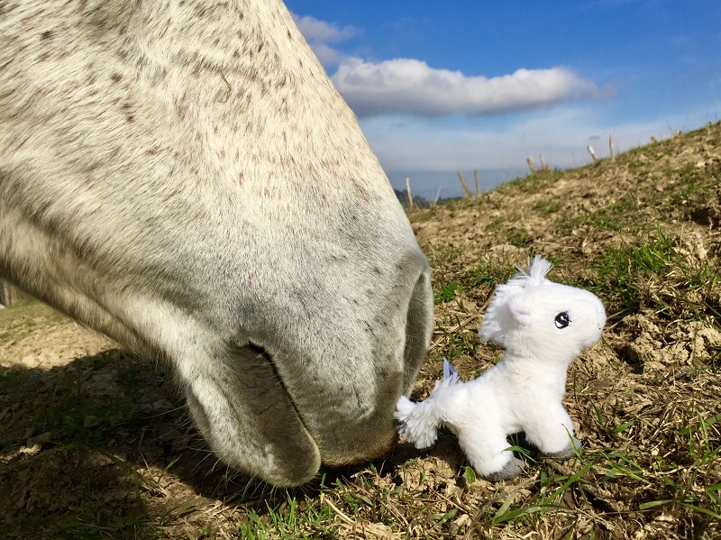 Italian Horse Protection ONLUS