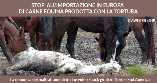 STOP all’importazione di carne equina in europa prodotta con la tortura